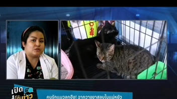 Fact Check: Black Cat Anesthetized For Thai Show NOT Dead